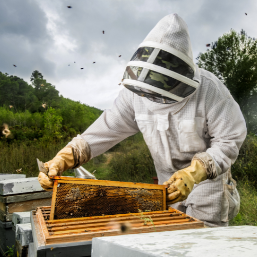 Control de Avispas y Abejas