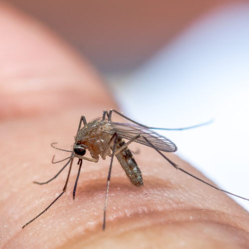 control de mosquitos