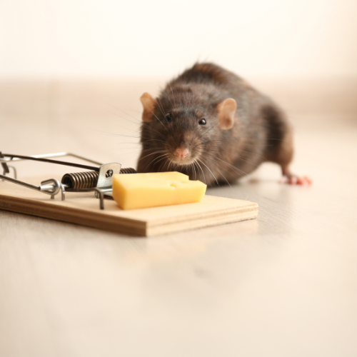 control de ratas